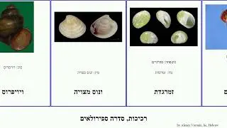 רכיכות, סדרה ספירולאים דיונון שונית mollusca שדרנית סהרן שחריר ארמינה צדפת חילזון מצויה לוליגו