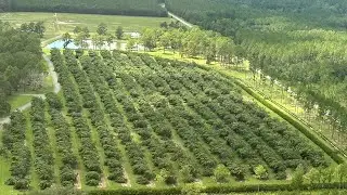 More than half of Georgia pecan crop wiped out by Idalia