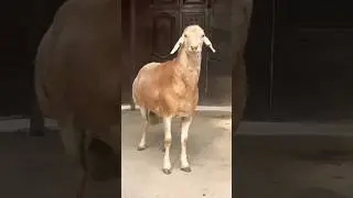 Афган кочкор