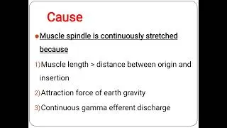 lecture 2 Neuroscience (2) clinical applications of stretch reflex ( muscle tone and tendon jerks)