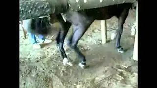Dancing Horse Cruelty
