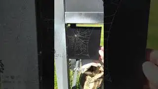 Work of Art from Spider Web