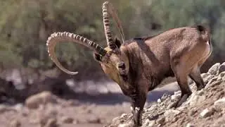 Madoodah - قصيدة عن مدودة
