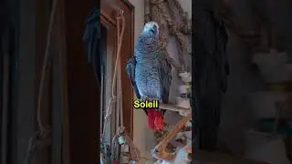 Apollo Scolds Soleil 😂