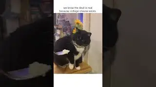 Hilarious Cat Gags When Smelling Cottage Cheese! 😹🧀