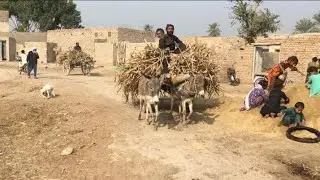 Simple life of Sindh | Village life sindh | Sindhi village life vlog | Rural life of Sindh