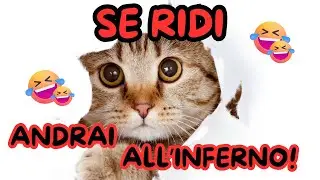 Prova  a NON ridere con questi Gattini!! 😺😹