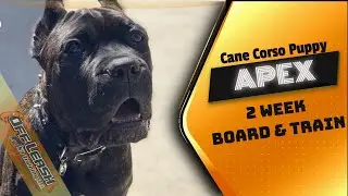5 Month Old Cane Corso 