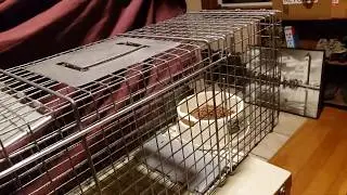 How to set the ADVANTEK LIVE ANIMAL TRAP