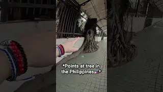 *Показывает на дерево на Филиппинах 🇵🇭*