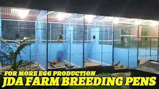 Breeding Pens !! Jawo Agdalipe JDA FARM For More Egg Production