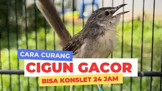 Cara membuat cigun konslet 24 jam gacor