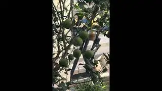 Click the link to watch the tutorial of the bird feeder.  