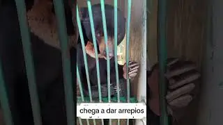 O olhar de um animal selvagem encurralado &eacute; indescrit&iacute;vel 😳
