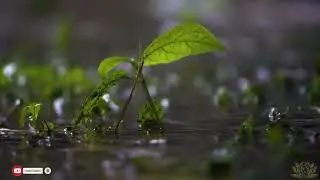 RAIN RELAXATION/ Relaxing piano music with rain sound/No Copyright/ Stress relief,meditation,calming