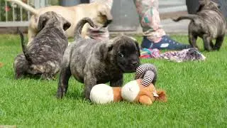 Unsere 7 Wochen alten Presa Canario Welpen von Suna & Macho.
