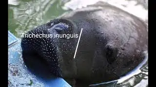 Manati Trichechus inunguis 540p