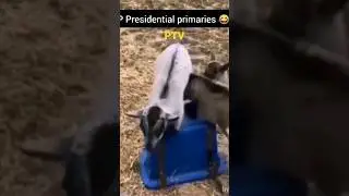 Africa Goats Fighting for Power? You Can Find This Exciting Moment Only in Ghana, Africa?
