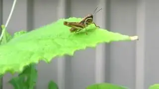 Grasshopper jumping slowmo