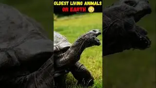🐾 Самые древние из ныне живущих животных на Земле 😲 [Часть 2] #короткометражки #короткометражкина...