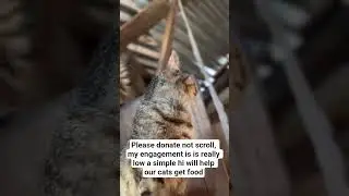 10$, 20$, 30$, 40$, 50$ can really  make a big impact and powerful change #catfood #animallovers