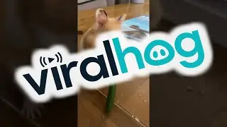 Hamster Drops Green Bean Mid Eating || ViralHog
