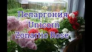 Герань.уникальный способ выращивания.Пеларгония 'Unicorn Zonartic Rose' Самый уникальный сорт .