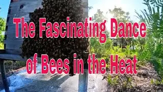 The Fascinating Dance of Bees in the Heat