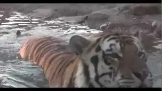 Lsu Tigers - Mike the Tiger