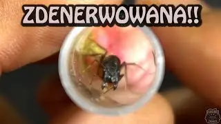 Co z królową Camponotus sp. Izrael?!