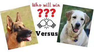 German shepherd vs Labrador. Dog comparidon based on 33 criteria