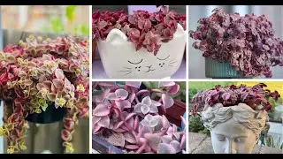 Крассула Калико Котенок: уникальный и восхитительный суккулент