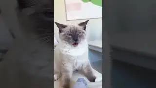 That cats' faces says EVERYTHING😹😂💀 #viral #cat #trending #comedy #funny