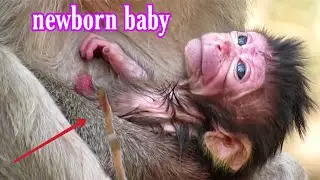 Newborn baby🐒Welcom New member, today monkey just born one more so cute, newborn baby 27 feb 2020