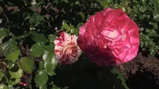Portland International Rose Test Garden, Portland, Oregon, USA (3)