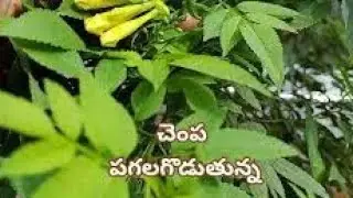 5-2-26 ప్రేమ్ చెంప పగలగొడుతున్న హర్ష పుట్టినరోజులు చంద్రిక పేరు బయటపెట్టేలా రమాదేవి రోజా కుట్ర