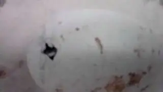 Flamingo Egg Starting to Hatch