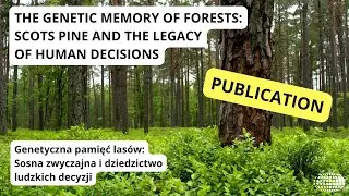 The genetic memory of forests: Scots Pine and the legacy of human decisions