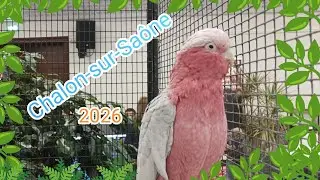 Bourse oiseaux exotiques à Chalon-sur-Saône (71) le 25 janvier 2026, avec le club d'aquariophilie.