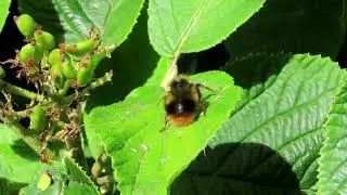 Early Bumblebee (Bombus pratorum)