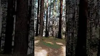 Inside a dense forest | On top of the hill | Spooky place |