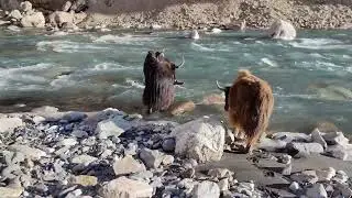 mountain yak trivling to khungrave pasa crossing hunza river Cold 🥶 water 💦