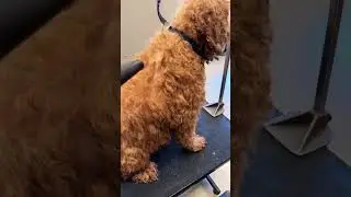 Brody getting a summer cut #dog #dogbath