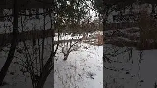 Nimble squirrel #canada #nature #animals #park #squirrel #shorts #short