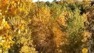 Fall Colors and Balloons Over the Rio Grande Bosque