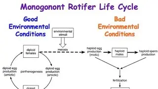 life cycle of Rotifers difference |monogonont lifecycle |#zoology #rotifer #rotifera