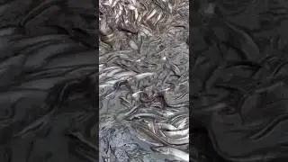 fish short video
