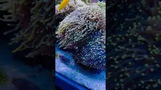 #reeftanksofinstagram #eyecandy#reefs #eatsleepreef #reefscape #marinefish #reeftank #reeffish