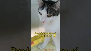 Perch&egrave; nessuno mi vuole adottare? 😥 #gatti #gatto #adozione #adozioni #animalisti #adozionegatti