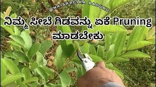ನಿಮ್ಮ ಸೀಬೆ ಗಿಡವನ್ನು ಏಕೆ Pruning (ಸಮರುವಿಕೆಯನ್ನು)ಮಾಡಬೇಕು |Guava Pruning | Guava Plantation in kannada